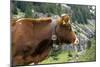 Cattle, Switzerland-Bob Gibbons-Mounted Photographic Print
