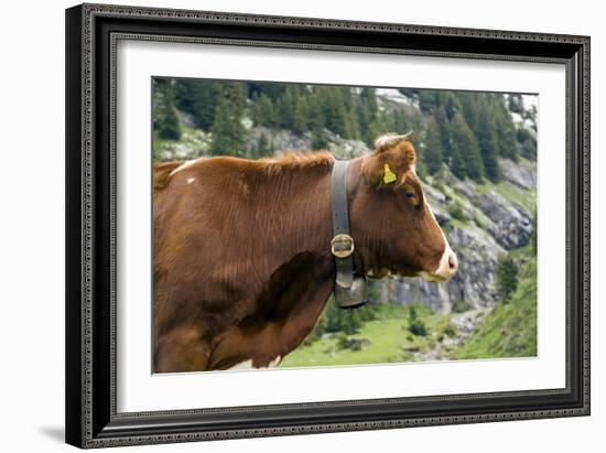 Cattle, Switzerland-Bob Gibbons-Framed Photographic Print