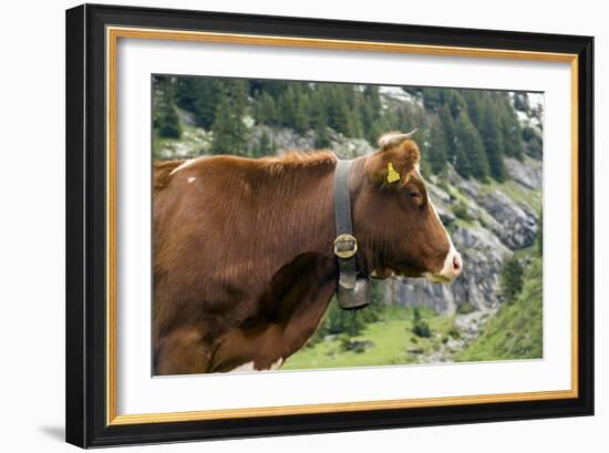 Cattle, Switzerland-Bob Gibbons-Framed Photographic Print