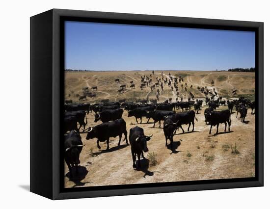 Cattle Transhumance, Spain-Robin Hanbury-tenison-Framed Premier Image Canvas