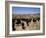 Cattle Transhumance, Spain-Robin Hanbury-tenison-Framed Photographic Print