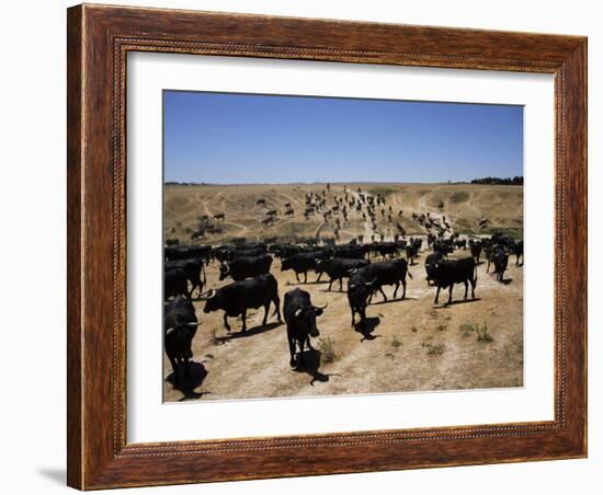 Cattle Transhumance, Spain-Robin Hanbury-tenison-Framed Photographic Print