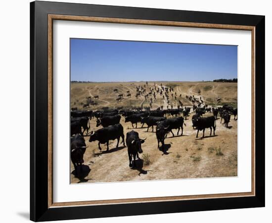 Cattle Transhumance, Spain-Robin Hanbury-tenison-Framed Photographic Print