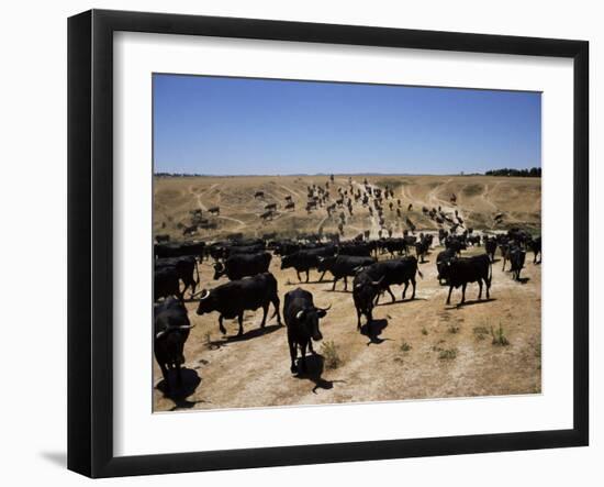 Cattle Transhumance, Spain-Robin Hanbury-tenison-Framed Photographic Print