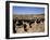 Cattle Transhumance, Spain-Robin Hanbury-tenison-Framed Photographic Print