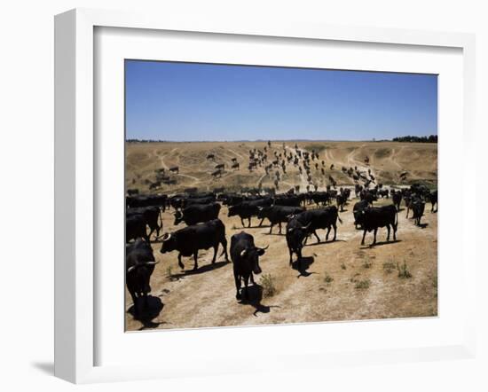 Cattle Transhumance, Spain-Robin Hanbury-tenison-Framed Photographic Print