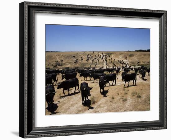 Cattle Transhumance, Spain-Robin Hanbury-tenison-Framed Photographic Print