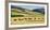 Cattle viewed from Trans-Alpine train from Christchurch to Arthur's Pass, Canterbury, South Isla...-null-Framed Photographic Print