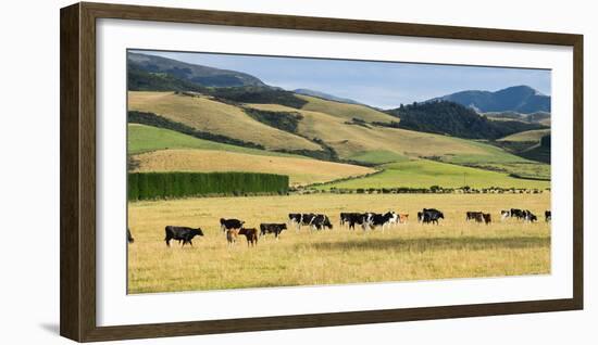 Cattle viewed from Trans-Alpine train from Christchurch to Arthur's Pass, Canterbury, South Isla...-null-Framed Photographic Print