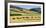 Cattle viewed from Trans-Alpine train from Christchurch to Arthur's Pass, Canterbury, South Isla...-null-Framed Photographic Print