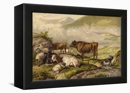 Cattle-Thomas Sidney Cooper-Framed Premier Image Canvas