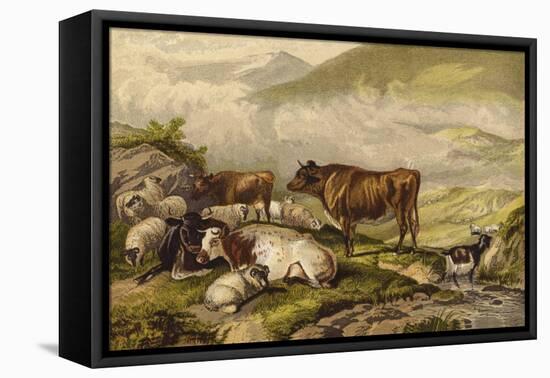 Cattle-Thomas Sidney Cooper-Framed Premier Image Canvas