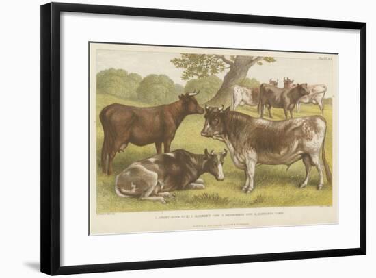 Cattle-null-Framed Giclee Print