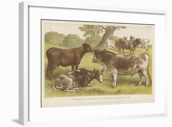 Cattle-null-Framed Giclee Print