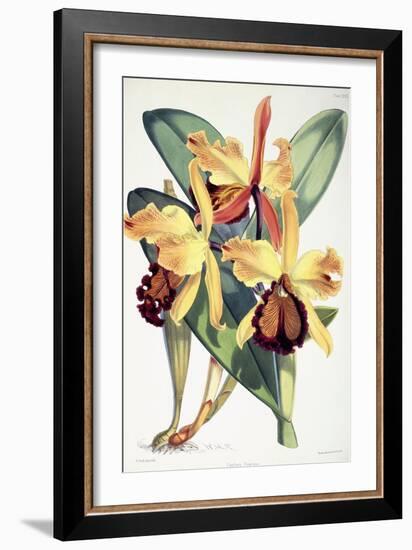 Cattleya Dowiana, C.1862-1877-Walter Hood Fitch-Framed Giclee Print