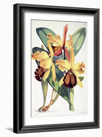 Cattleya Dowiana, C.1862-1877-Walter Hood Fitch-Framed Giclee Print