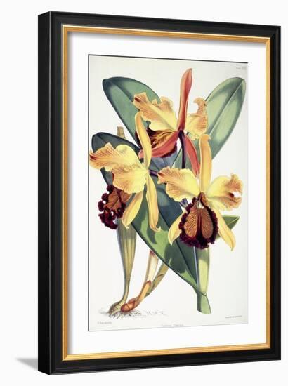 Cattleya Dowiana, C.1862-1877-Walter Hood Fitch-Framed Giclee Print