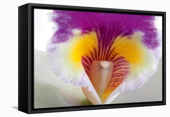 Cattleya Ibrid 2-Fabio Petroni-Framed Premier Image Canvas