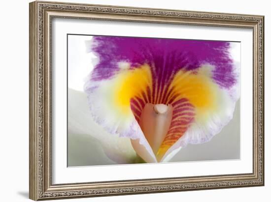 Cattleya Ibrid 2-Fabio Petroni-Framed Photographic Print