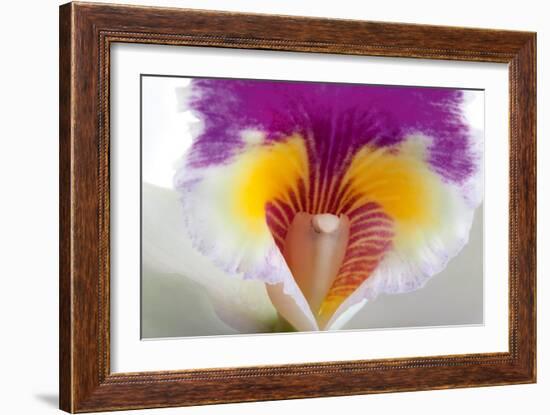 Cattleya Ibrid 2-Fabio Petroni-Framed Photographic Print