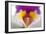 Cattleya Ibrid 2-Fabio Petroni-Framed Photographic Print