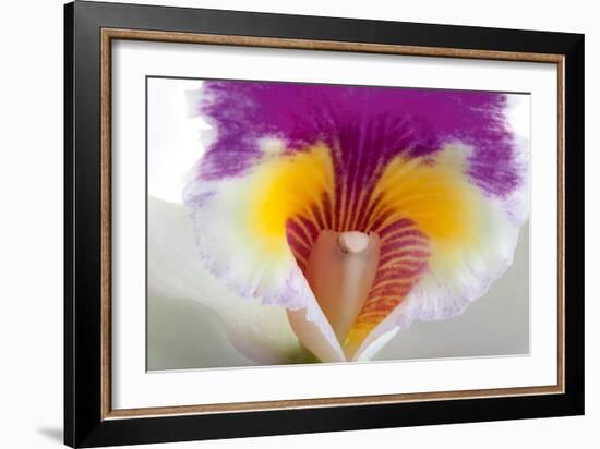 Cattleya Ibrid 2-Fabio Petroni-Framed Photographic Print