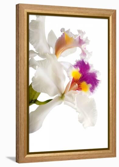 Cattleya Ibrid 3-Fabio Petroni-Framed Premier Image Canvas