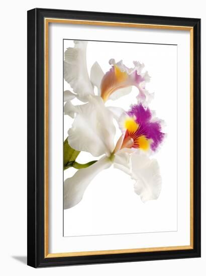 Cattleya Ibrid 3-Fabio Petroni-Framed Photographic Print