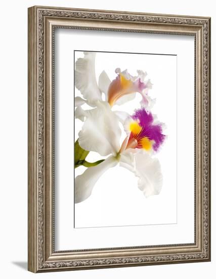 Cattleya Ibrid 3-Fabio Petroni-Framed Photographic Print