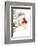 Cattleya Ibrid 3-Fabio Petroni-Framed Photographic Print