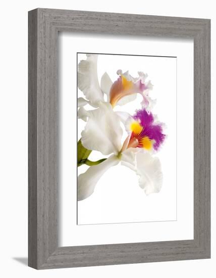 Cattleya Ibrid 3-Fabio Petroni-Framed Photographic Print