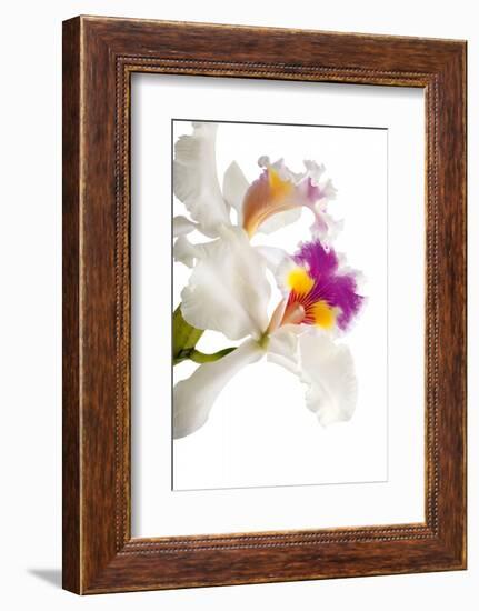 Cattleya Ibrid 3-Fabio Petroni-Framed Photographic Print