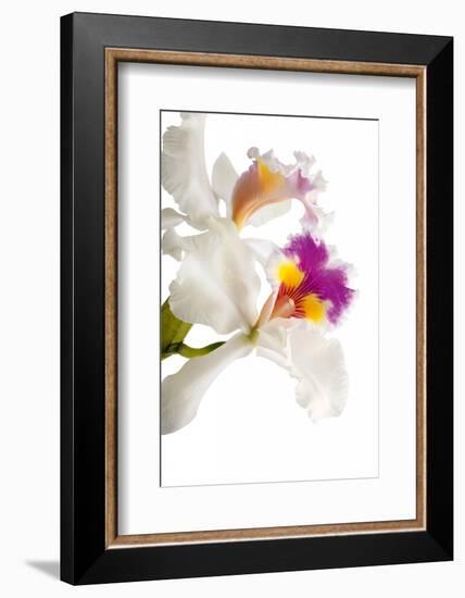 Cattleya Ibrid 3-Fabio Petroni-Framed Photographic Print