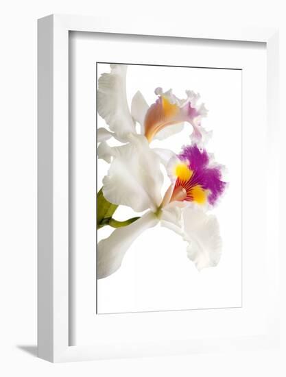 Cattleya Ibrid 3-Fabio Petroni-Framed Photographic Print