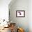 Cattleya Ibrid5-Fabio Petroni-Framed Photographic Print displayed on a wall