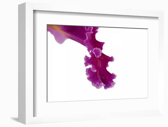 Cattleya Ibrid5-Fabio Petroni-Framed Photographic Print