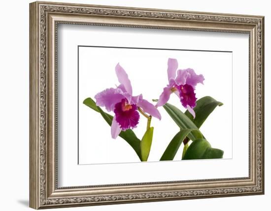 Cattleya Ibrid7-Fabio Petroni-Framed Photographic Print