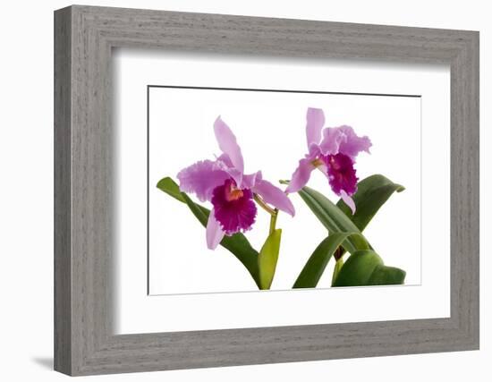 Cattleya Ibrid7-Fabio Petroni-Framed Photographic Print