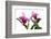 Cattleya Ibrid7-Fabio Petroni-Framed Photographic Print