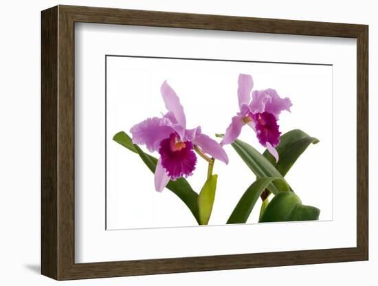 Cattleya Ibrid7-Fabio Petroni-Framed Photographic Print