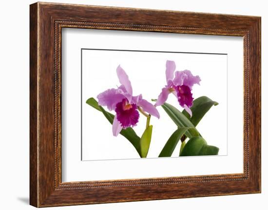 Cattleya Ibrid7-Fabio Petroni-Framed Photographic Print