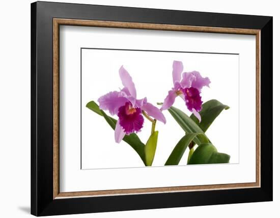 Cattleya Ibrid7-Fabio Petroni-Framed Photographic Print