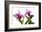 Cattleya Ibrid7-Fabio Petroni-Framed Photographic Print