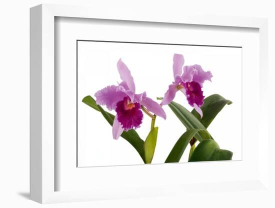 Cattleya Ibrid7-Fabio Petroni-Framed Photographic Print