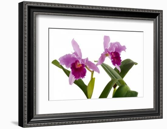 Cattleya Ibrid7-Fabio Petroni-Framed Photographic Print