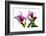 Cattleya Ibrid7-Fabio Petroni-Framed Photographic Print