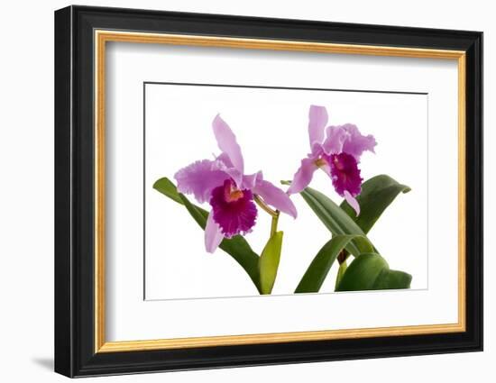 Cattleya Ibrid7-Fabio Petroni-Framed Photographic Print