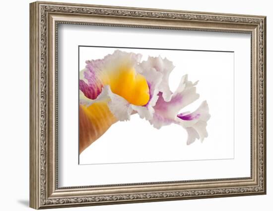 Cattleya Ibrid-Fabio Petroni-Framed Photographic Print