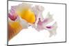 Cattleya Ibrid-Fabio Petroni-Mounted Photographic Print