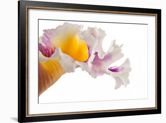 Cattleya Ibrid-Fabio Petroni-Framed Photographic Print